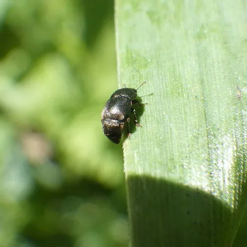 Toadflax Flower Beetle
