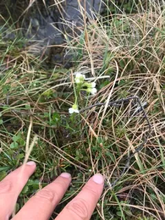 Richardson's bittercress thumbnail 3