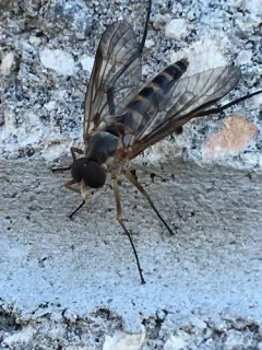 Rhagio costatus thumbnail 4