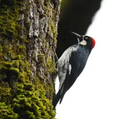 Acorn Woodpecker thumbnail 4