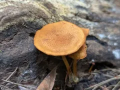 Pleuroflammula subsulphurea thumbnail 4