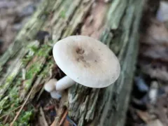 Lactarius imperceptus thumbnail 4