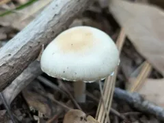 Psathyrella kauffmanii thumbnail 4