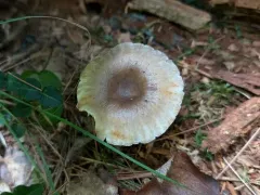 Russula pectinatoides thumbnail 4