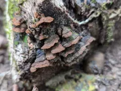 Oak Curtain Crust Fungus thumbnail 3