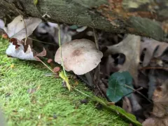Pluteus hibbettii thumbnail 3
