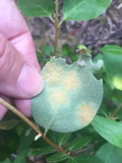 Puccinia caricis-shepherdiae thumbnail 1