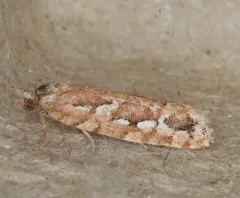 Cockerell's Moth thumbnail 2
