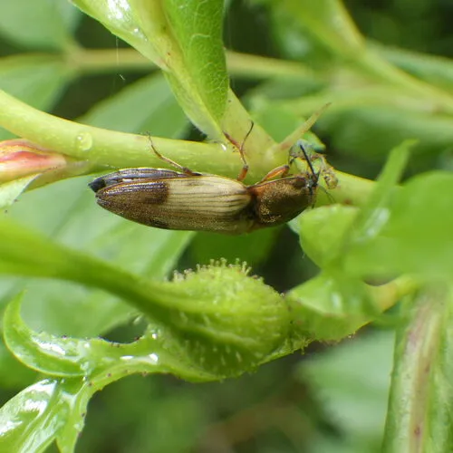 Stropenron hamata