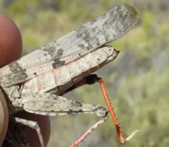 Broad-banded Grasshopper thumbnail 4