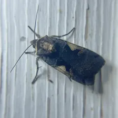Setaceous Hebrew Character thumbnail 3