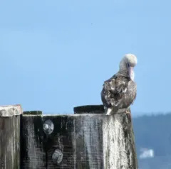 Red-footed Booby thumbnail 4