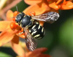 Northeastern Pebble Bee thumbnail 4