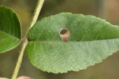 Walnut Shield-bearer thumbnail 4
