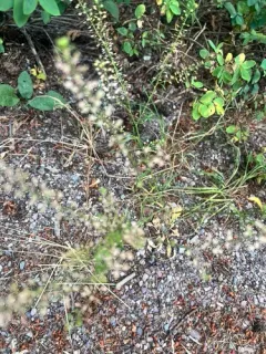Narrow-leaved Pepperwort thumbnail 3