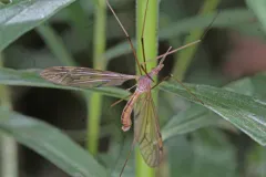 Tipula spenceriana thumbnail 3