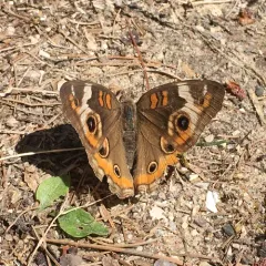 Common Buckeye thumbnail 1