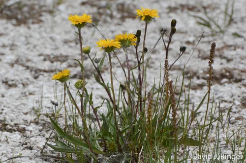 Pyrrocoma plantaginea