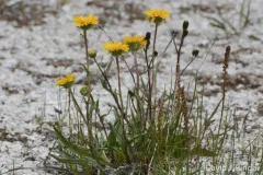 Pyrrocoma plantaginea thumbnail 1