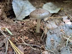 Pluteus hibbettii thumbnail 1
