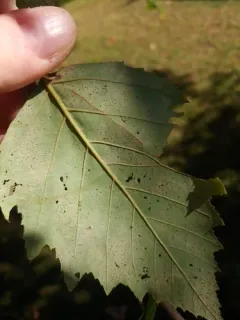Phyllactinia betulae thumbnail 3
