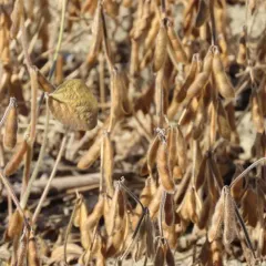 Soybean thumbnail 4