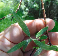 Narrowleaf Willow thumbnail 3