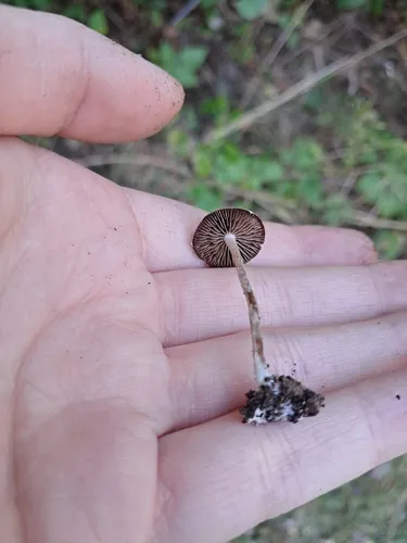Psathyrella vinosofulva