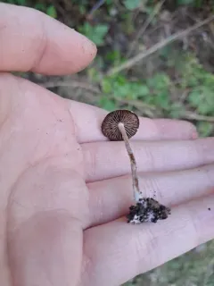 Psathyrella vinosofulva thumbnail 1
