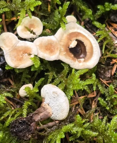 Woolly Tooth