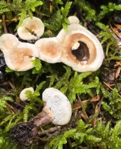 Woolly Tooth thumbnail 1