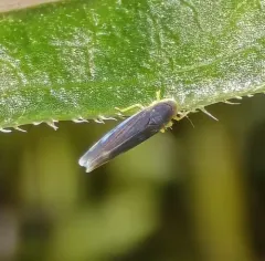 Eupteryx nigra thumbnail 3