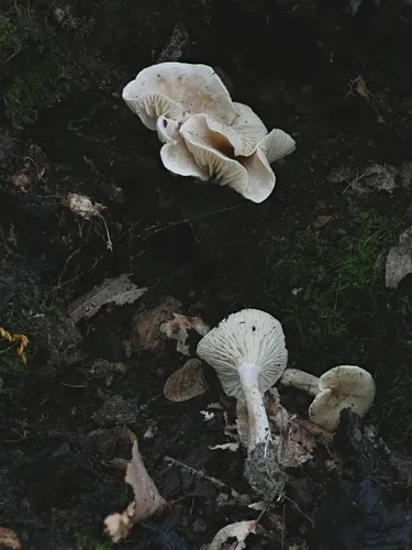 Pseudoomphalina compressipes