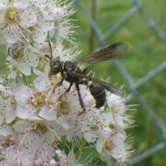 Saygorytes phaleratus thumbnail 1
