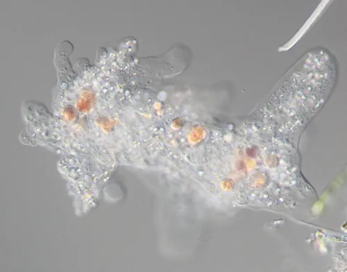 Amoeba proteus