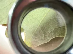 Erysiphe abbreviata thumbnail 3