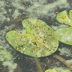 Polypedilum braseniae thumbnail 4