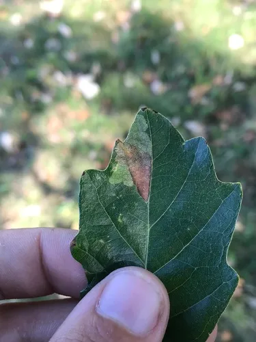 Brachys aeruginosus