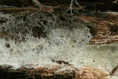 Trechispora mollusca thumbnail 2