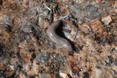 Pale Mantleslug thumbnail 4
