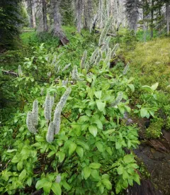 Tweedy's Willow thumbnail 2