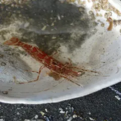 Dock Shrimp thumbnail 2