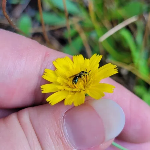 Ceratina acantha