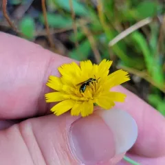Ceratina acantha thumbnail 1