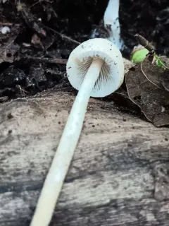 Psathyrella albescens thumbnail 2
