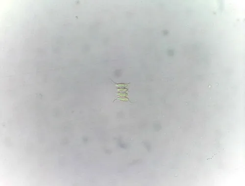Desmodesmus opoliensis