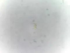 Desmodesmus opoliensis thumbnail 1