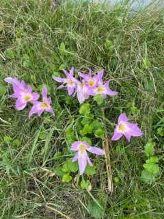 Giant Meadow Saffron thumbnail 3