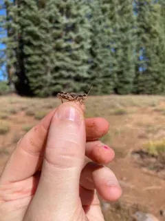 Melanoplus oregonis thumbnail 2