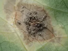Puccinia dioicae thumbnail 2